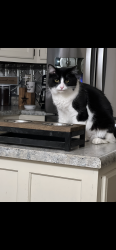 Lost Male Cat last seen Near meadow field lane , Bartlett, TN 38135