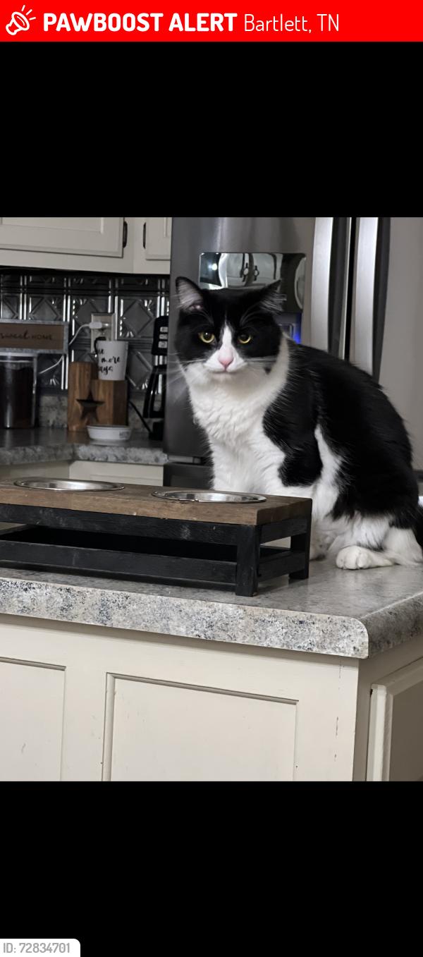 Lost Male Cat last seen Near meadow field lane , Bartlett, TN 38135