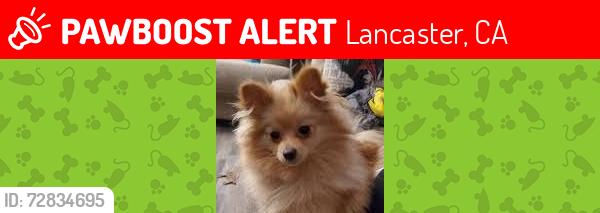 Lost Female Dog last seen Near Street East and Ave K Lancaster Ca, Lancaster, CA 93535
