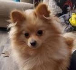 Lost Female Dog last seen Near Street East and Ave K Lancaster Ca, Lancaster, CA 93535