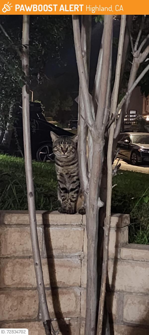 Found/Stray Unknown Cat last seen Summertrail off Highland ave east of Walmart , Highland, CA 92346