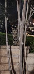 Found/Stray Unknown Cat last seen Summertrail off Highland ave east of Walmart , Highland, CA 92346