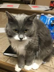 Lost Male Cat last seen Lonesome oak loop and east Fairview , Hensley, AR 72065