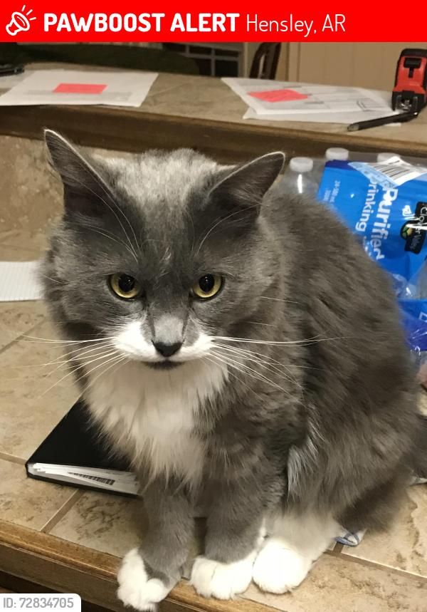 Lost Male Cat last seen Lonesome oak loop and east Fairview , Hensley, AR 72065
