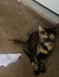 Lost Female Cat last seen Near walnut ridge Dr B Austin Texas , Austin, TX 78753