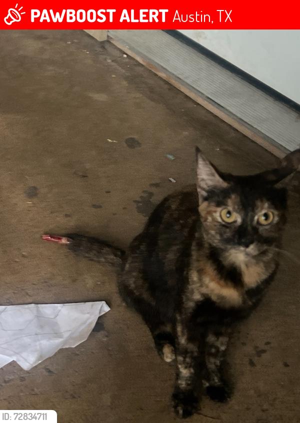 Lost Female Cat last seen Near walnut ridge Dr B Austin Texas , Austin, TX 78753