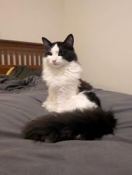 Lost Male Cat last seen Kaslo N @ Oxford, Vancouver, BC V5K 3M8