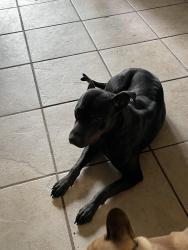 Found/Stray Female Dog last seen Hammer Ln. Thornton Rd, Stockton, CA 95209