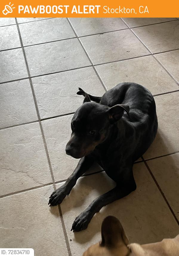 Found/Stray Female Dog last seen Hammer Ln. Thornton Rd, Stockton, CA 95209
