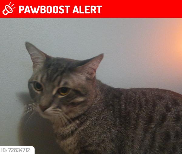Lost Male Cat last seen Dixie bloor, Mississauga, ON L4X 1T3