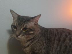Lost Male Cat last seen Dixie bloor, Mississauga, ON L4X 1T3