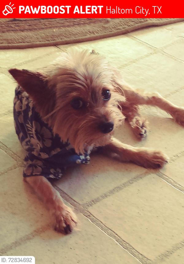 Lost Male Dog last seen Near Larry St Haltom City TX, 76117, Haltom City, TX 76117