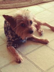 Lost Male Dog last seen Near Larry St Haltom City TX, 76117, Haltom City, TX 76117