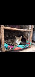 Lost Male Cat last seen Armstrong and kings canyon, Fresno, CA 93727