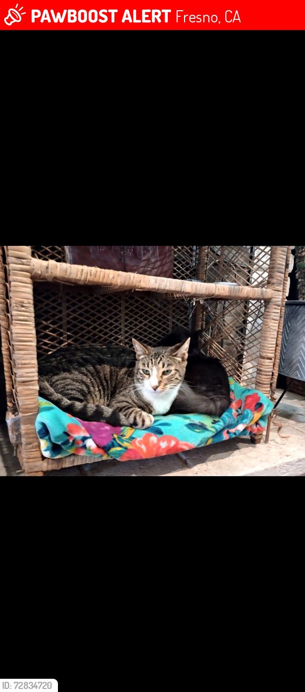 Lost Male Cat last seen Armstrong and kings canyon, Fresno, CA 93727