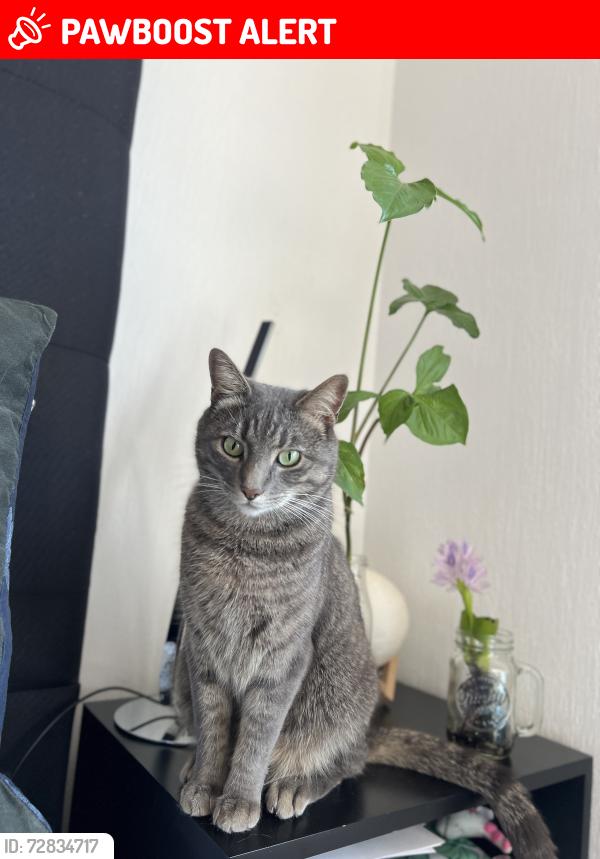 Lost Male Cat last seen En la delegación Tlalpan, col. Cultura maya, frente al centro de salud , Ciudad de México, CDMX 14230