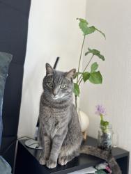Lost Male Cat last seen En la delegación Tlalpan, col. Cultura maya, frente al centro de salud , Ciudad de México, CDMX 14230