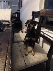 Lost Male Dog last seen Villa seca and Sabio , Horizon City, TX 79928