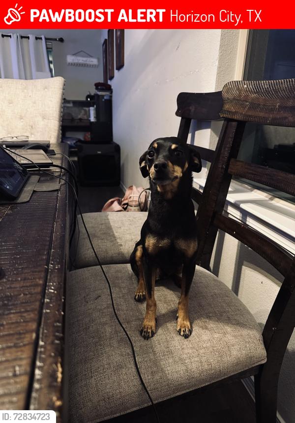Lost Male Dog last seen Villa seca and Sabio , Horizon City, TX 79928