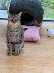 Lost Male Cat last seen Staverton TAS , Staverton, TAS 7306