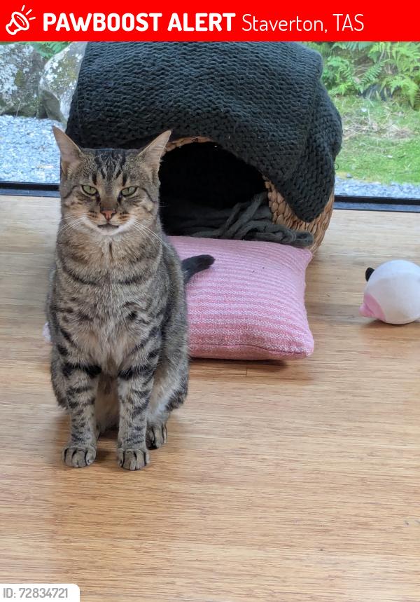 Lost Male Cat last seen Staverton TAS , Staverton, TAS 7306
