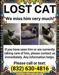 Lost Male Cat last seen Tucker hse Ln , Katy, TX 77493