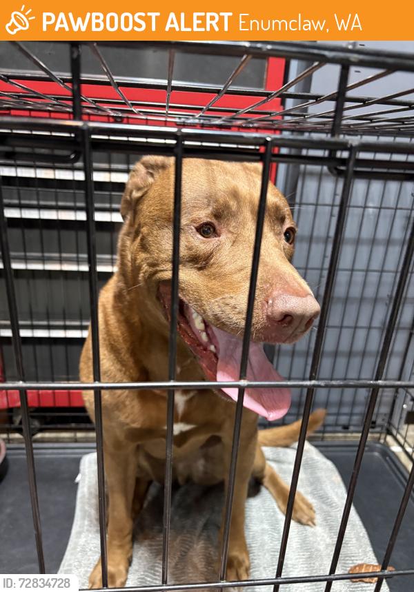 Found/Stray Male Dog last seen Near x 266th, Enumclaw, WA 98022