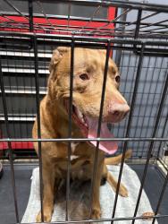 Found/Stray Male Dog last seen Near x 266th, Enumclaw, WA 98022