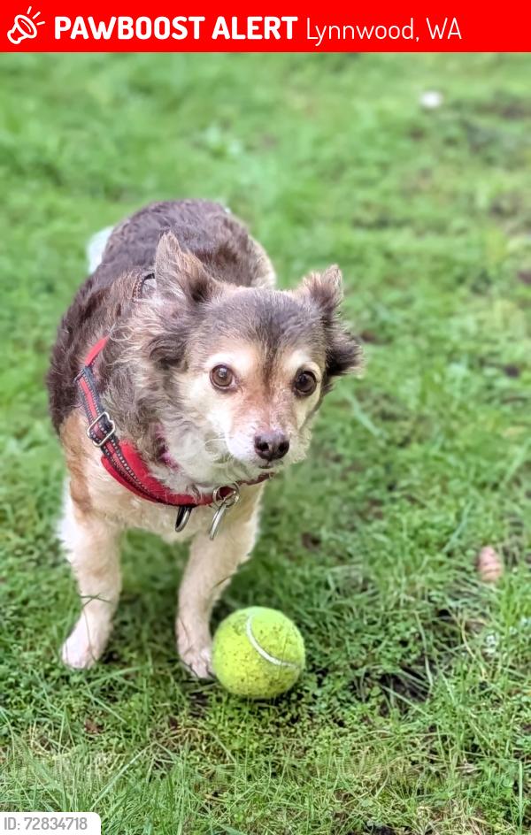 Lost Female Dog last seen 62nd Ave W (her front yard) going to Lunds Gulch , Lynnwood, WA 98037