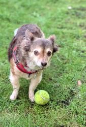 Lost Female Dog last seen 62nd Ave W (her front yard) going to Lunds Gulch , Lynnwood, WA 98037