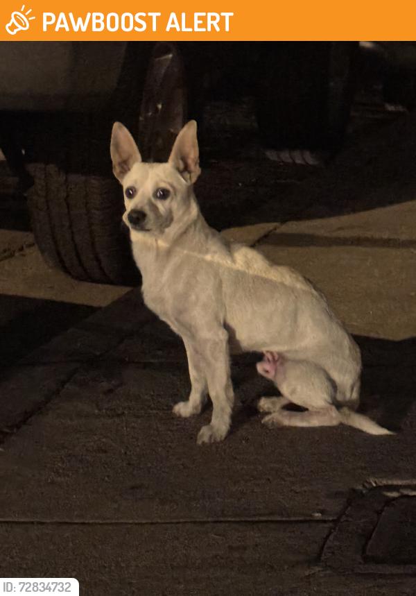 Found/Stray Male Dog last seen Whittier Blvd and McBride Ave, East Los Angeles, CA 90022