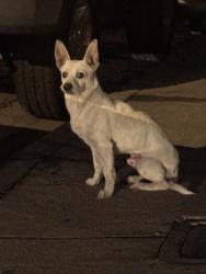 Found/Stray Male Dog last seen Whittier Blvd and McBride Ave, East Los Angeles, CA 90022