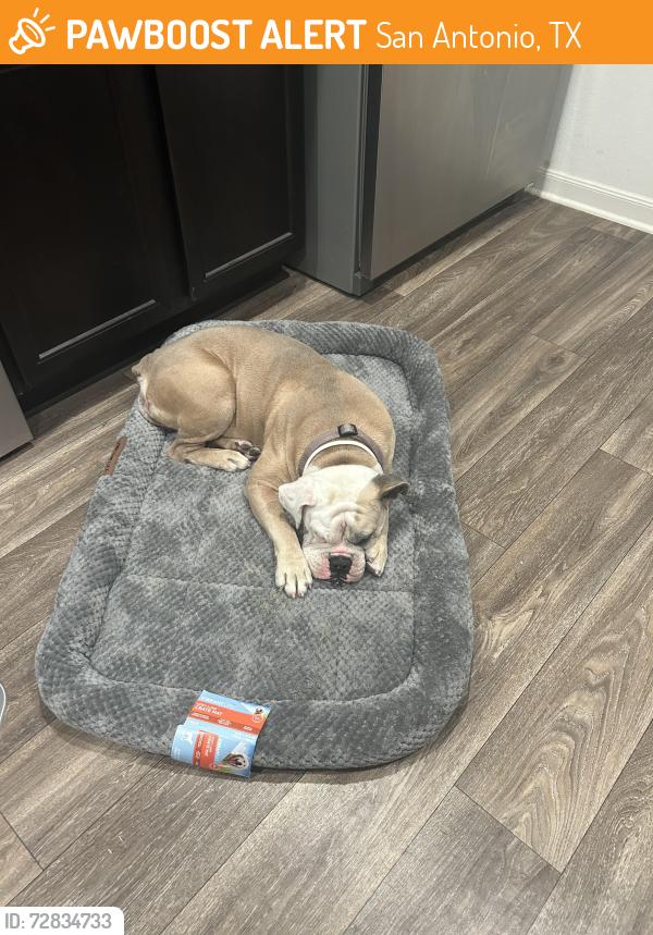 Found/Stray Unknown Dog last seen Marbach rd on 410 freeway , San Antonio, TX 78245