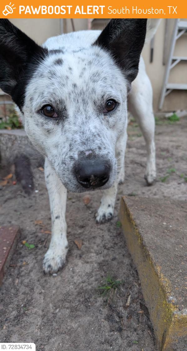 Found/Stray Male Dog last seen Bonnie Dr, South Houston, TX 77587
