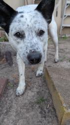 Found/Stray Male Dog last seen Bonnie Dr, South Houston, TX 77587