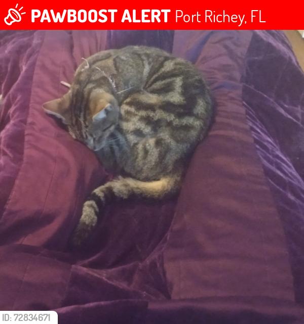 Lost Female Cat last seen Spanish Moss Dr port Richey FL , Port Richey, FL 34668