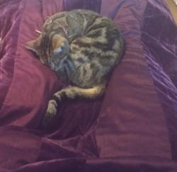 Lost Female Cat last seen Spanish Moss Dr port Richey FL , Port Richey, FL 34668
