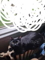Lost Male Cat last seen Wick road and Pelham , Taylor, MI 48180