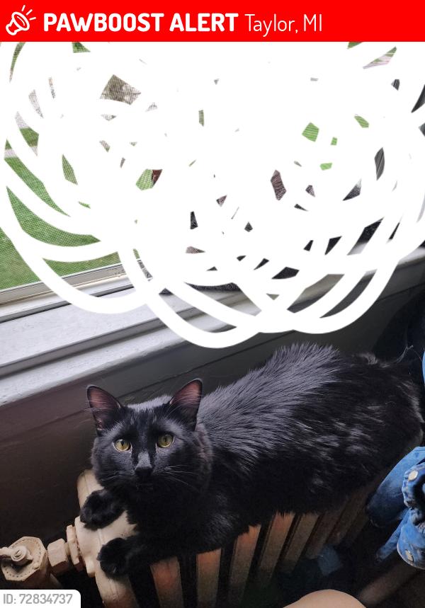 Lost Male Cat last seen Wick road and Pelham, Taylor, MI 48180