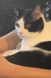 Lost Male Cat last seen Warm springs and grand cadence dr, Henderson, NV 89015