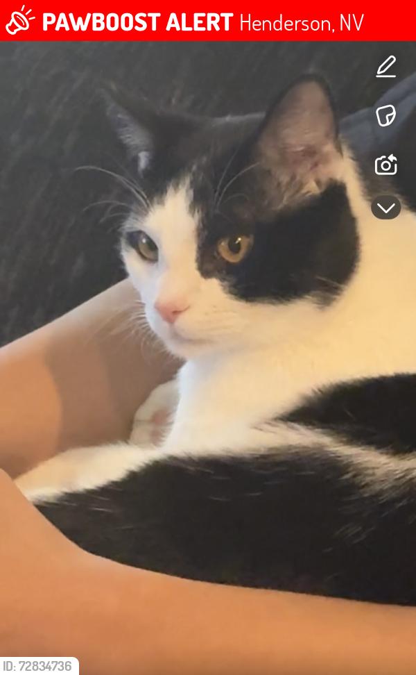 Lost Male Cat last seen Warm springs and grand cadence dr, Henderson, NV 89015