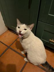 Found/Stray Male Cat last seen East Silver Street, Tucson, AZ 85719