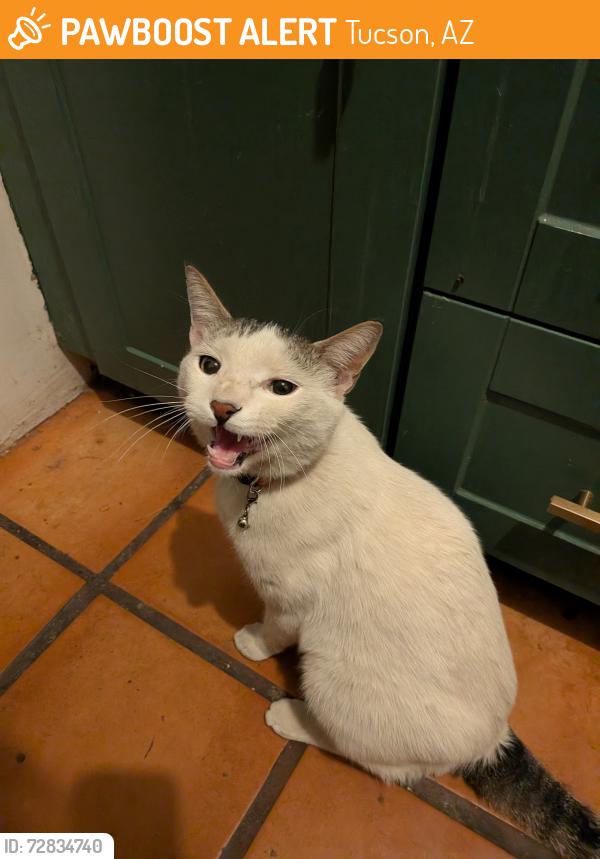 Found/Stray Male Cat last seen East Silver Street, Tucson, AZ 85719