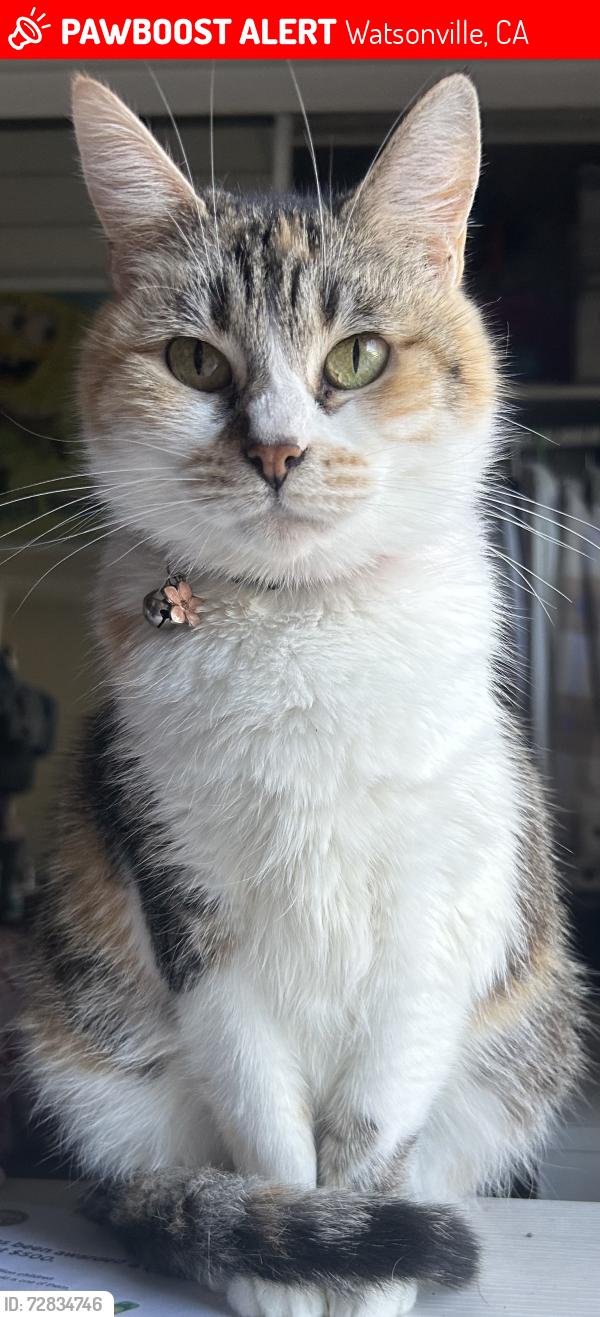 Lost Female Cat last seen Sunny Meadows apmts, Watsonville, CA 95076