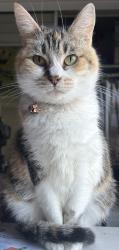 Lost Female Cat last seen Sunny Meadows apmts, Watsonville, CA 95076