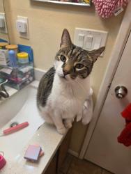 Found/Stray Unknown Cat last seen in my apmt complex , Phoenix, AZ 85018
