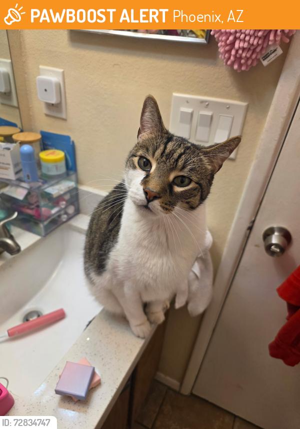Found/Stray Unknown Cat last seen in my apmt complex , Phoenix, AZ 85018