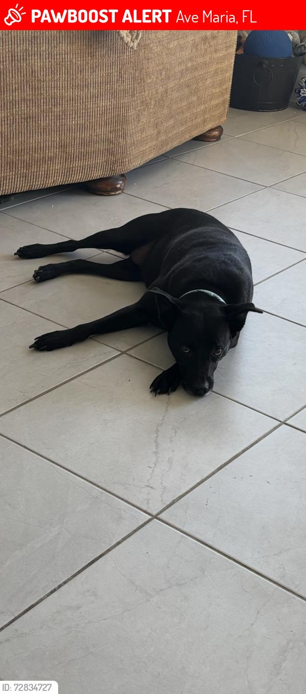Lost Female Dog last seen Immokalee road, Ave Maria, FL 34142