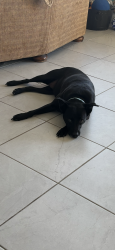 Lost Female Dog last seen Immokalee road, Ave Maria, FL 34142