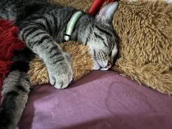 Lost Male Cat last seen Oakland sq park, Bellefontaine, OH 43311